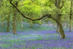 Kinclaven woods 02