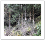 Cluster ♦ ATHOLL WOODS