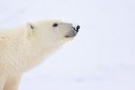 Polar Bear (male) snow on nose, Churchill, Canada