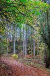 Autumn Walk No.2