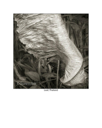 Organic Forms portfolio