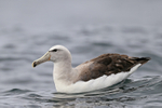 Salvin's Albatross on ocean, Chile