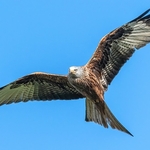 BBR-01-Red Kite