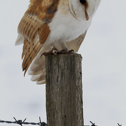 Barn Owl perched on a post