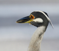 Birds  107