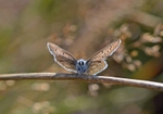 Common Blue