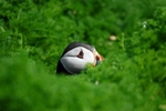 Puffin