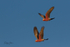 Galahs in Flight 3
