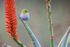 Cape White-eye, aloe orange flower, Kirstenbosch Botanical Garden