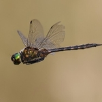 Yellow-spotted Emerald (Somatochlora flavomaculata) M