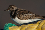 Turnstone