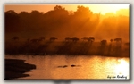 Buffalo Sunset