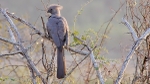 Grey Lourie, Also Known As The Go Away Bird - SA