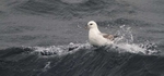 SBF012: Fulmar wave