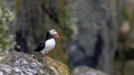 Fife_ Puffin 0019