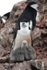 Chinstrap with chicks