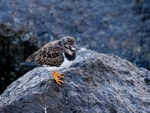 Turnstone