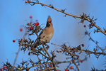 Waxwing