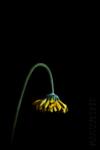 Wilting