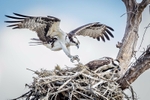 Landing Zone
