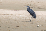 Western Reef Egret