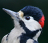 Great Spotted Woodpecker
