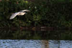 Black-crowned Night-Heron flying dark background, Venice Rookery