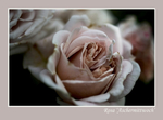 Rosa 'Aschermittwoch' 2