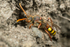 Nomada flava (f)