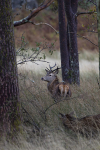 RED DEER,Isle of Mull ref rd 38b