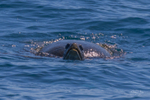 Green Turtle on surface 1. 0A3A0272