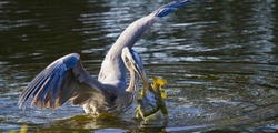 Great Blue Heron _0018
