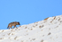 Wolf walking up snow slope, Yellowstone National Park