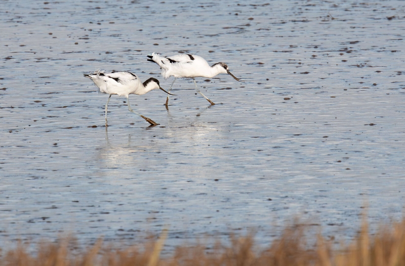 Pied Avocet - Dee Estuary - North Wales
