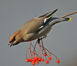 Waxwing