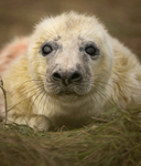 Seal pup, Donna nook, Lincs, UK