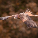 41-red kite display- 2