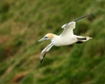 Gannet