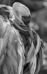 Sandhill Crane preening