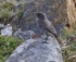 Black Redstart (Juvenile)