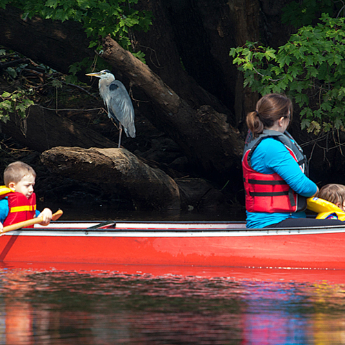 This young oarsman was far too busy to have time for any quality birdwatching. The Great Blue Heron, however, appears…