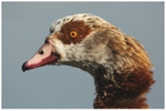 A Gander with its Hackles Up