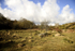 Ant Hills