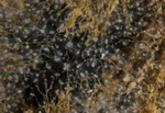 Eudendrium arbuscula