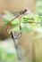 Large Red Damselfly's