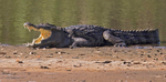 West African Crocodile
