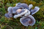 Yellow foot Waxcap