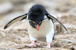 Rockhopper Penguin stepping forward carefully, Cape Bougainville