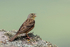 Ortolan Bunting