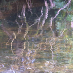 22nd Oct Tree Reflections